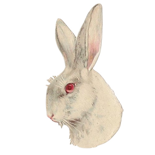 White Rabbit